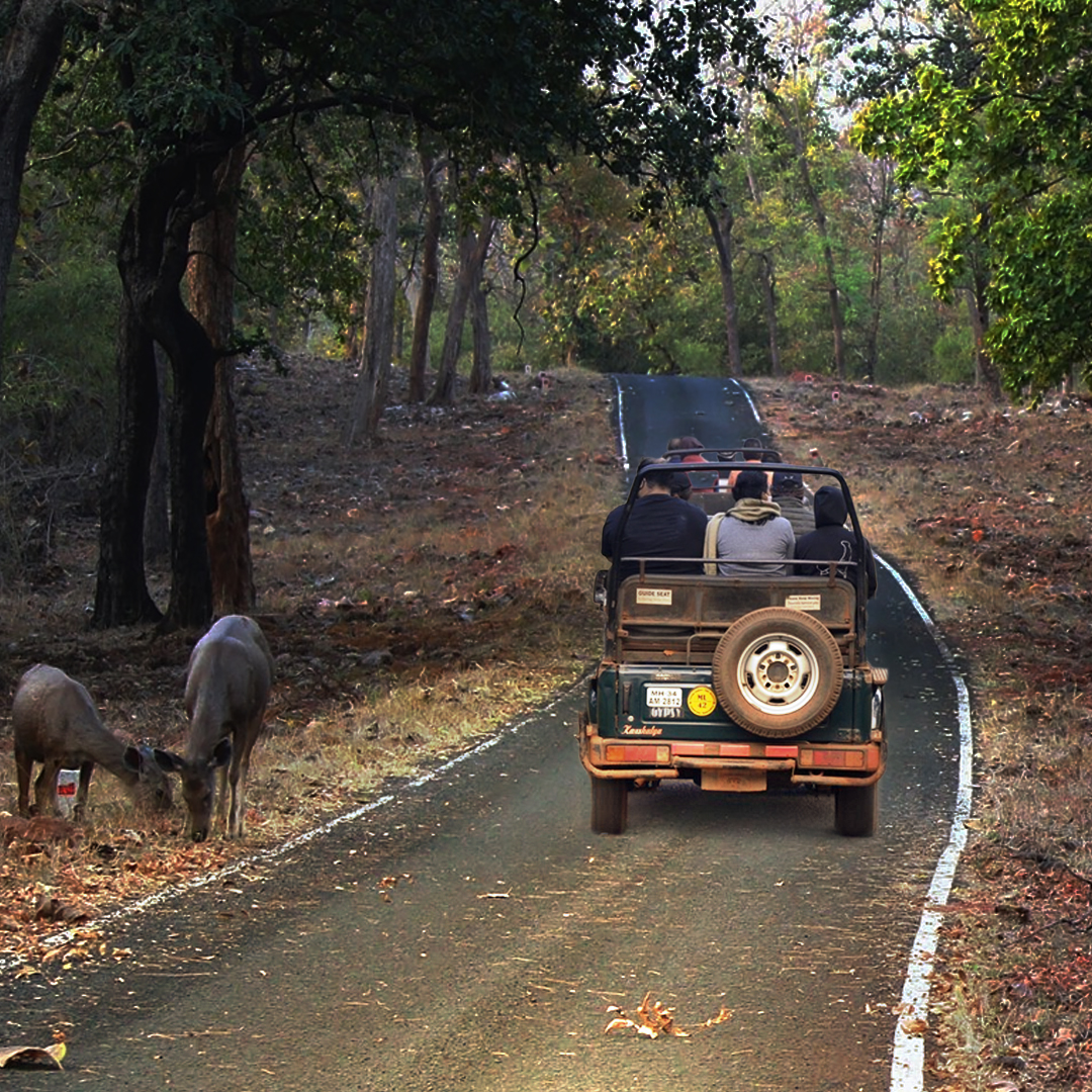 Tadoba National Park